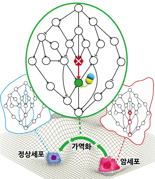 KAIST는 암세포를 죽이지 않고 성질만 변환시켜 정상 세포로 되돌릴 수 있는 암 가역화 원리를 규명했다.  KAIST 제공
